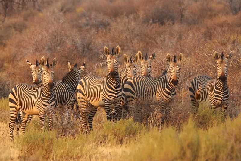 Safari tented camp in Africa