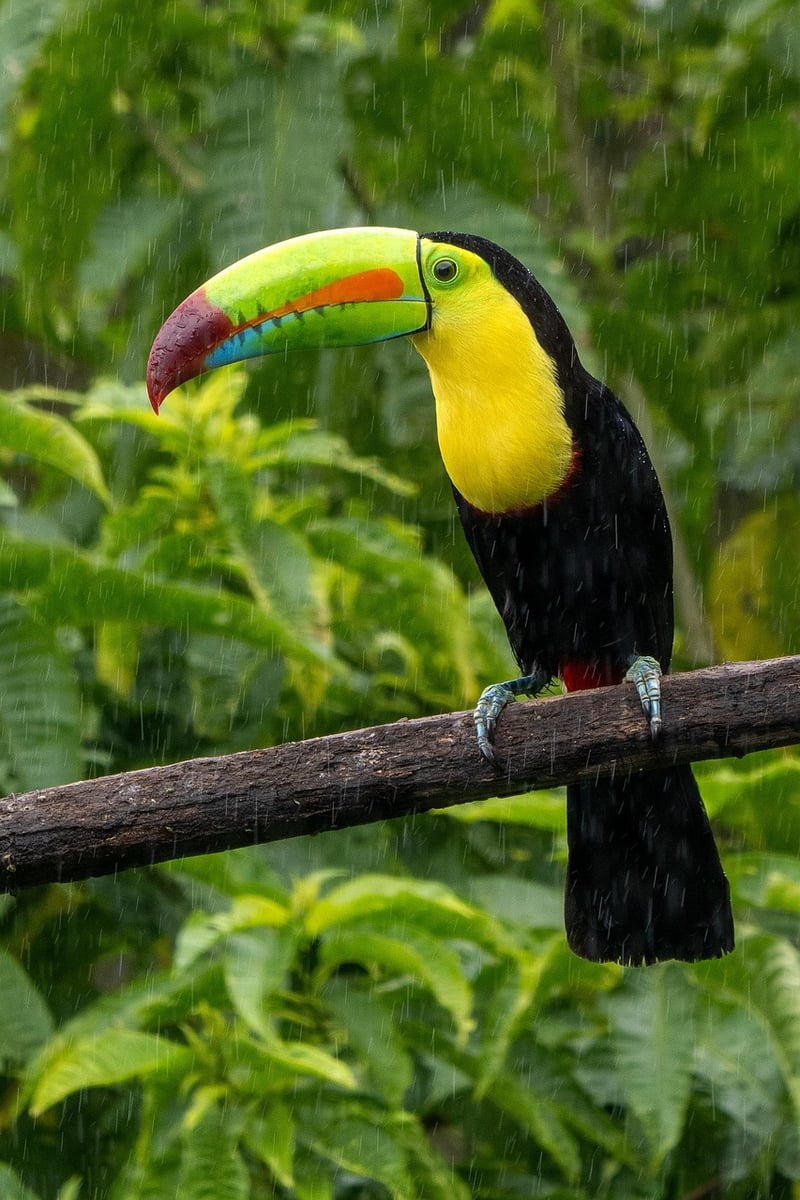 Finca Bellavista, Costa Rica